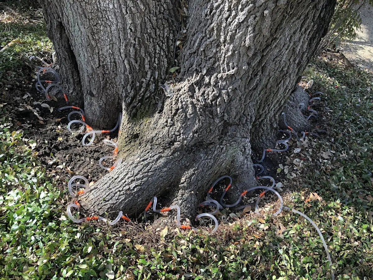 Detailed Tree Cabling and Bracing job site in Saint Michael
